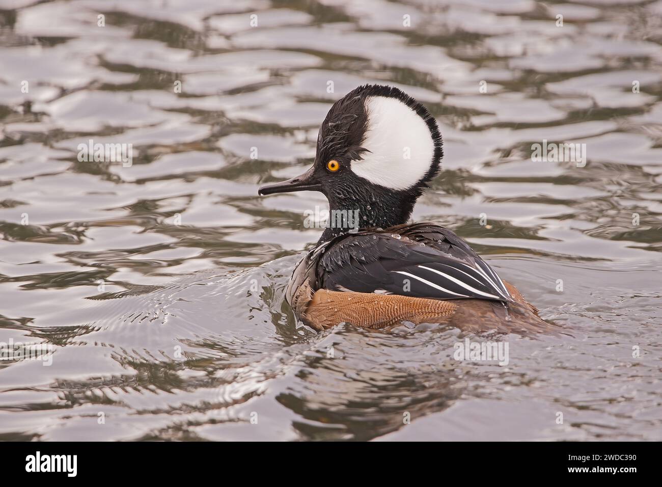 Un merganser macho encapuchado nada en el agua en un estanque local en Surrey, Columbia Británica. Las plumas de la cabeza del pato, o capucha, se extienden. Foto de stock