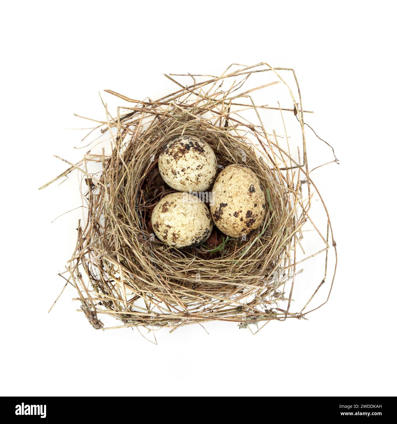Huevos de codorniz en nido de pájaro sobre fondo blanco. Primavera naturaleza comestible concepto de comida gourmet saludable. Foto de stock