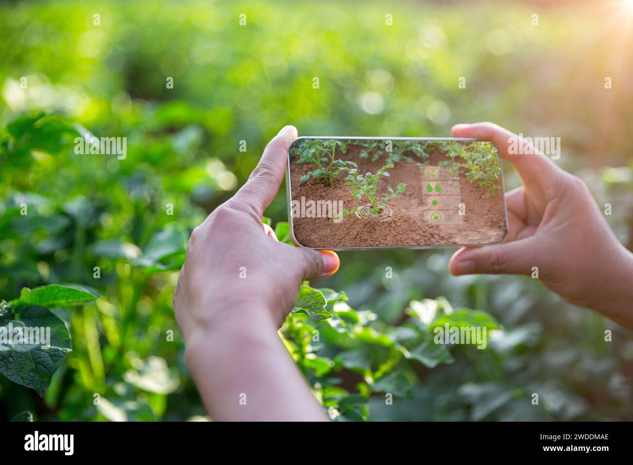 Agricultura inteligente con IoT internet de las cosas, cultivo de plántulas de papa con infografías. Agricultura inteligente y agricultura de precisión 4,0. agricultura moderna Foto de stock