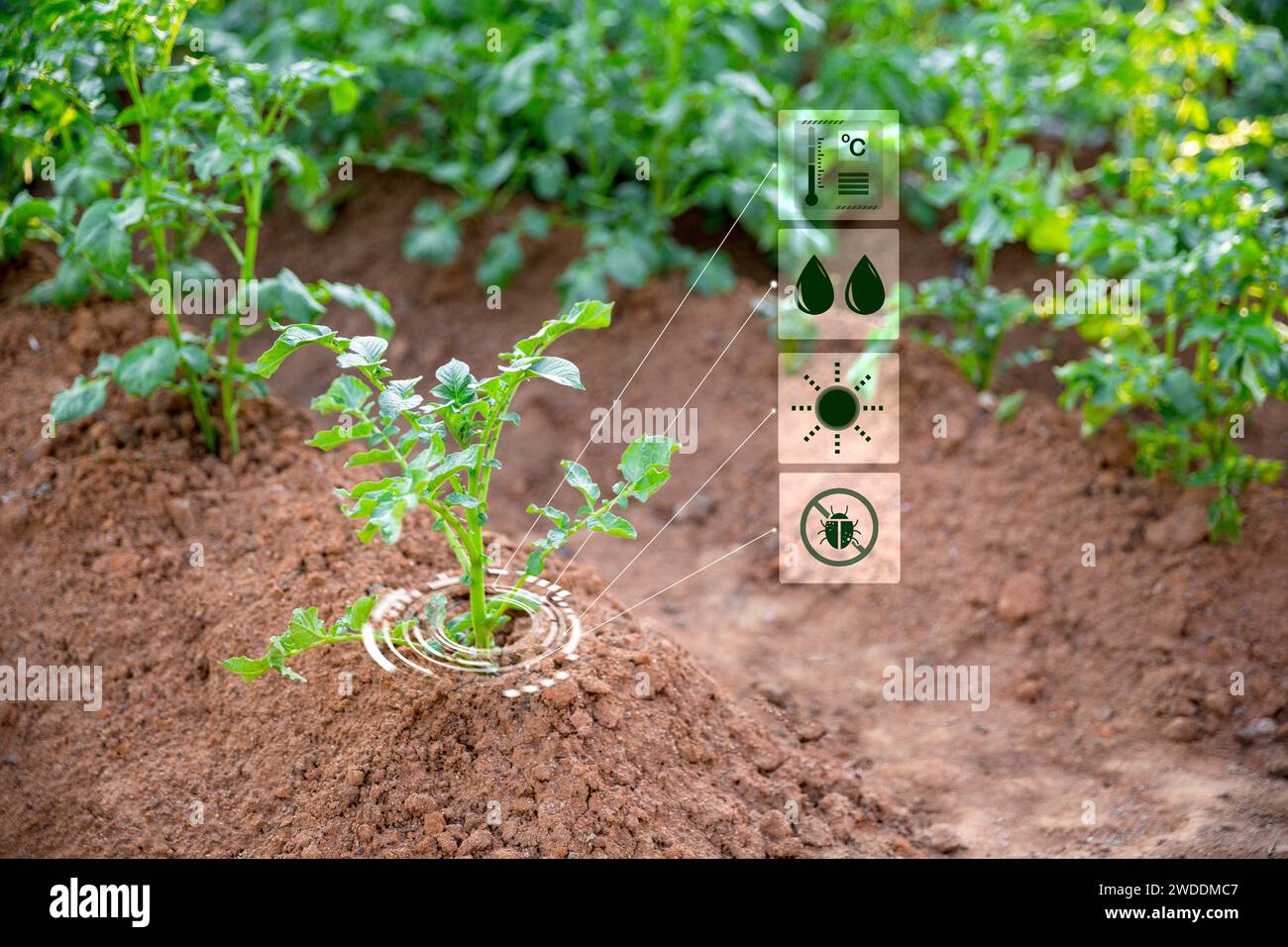 Agricultura inteligente con IoT internet de las cosas, cultivo de plántulas de papa con infografías. Agricultura inteligente y agricultura de precisión 4,0. agricultura moderna Foto de stock