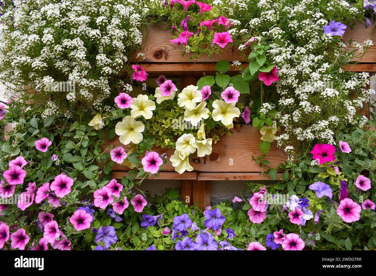 Caja de flores Balcón con petunias de diferentes colores (Petunia) Foto de stock