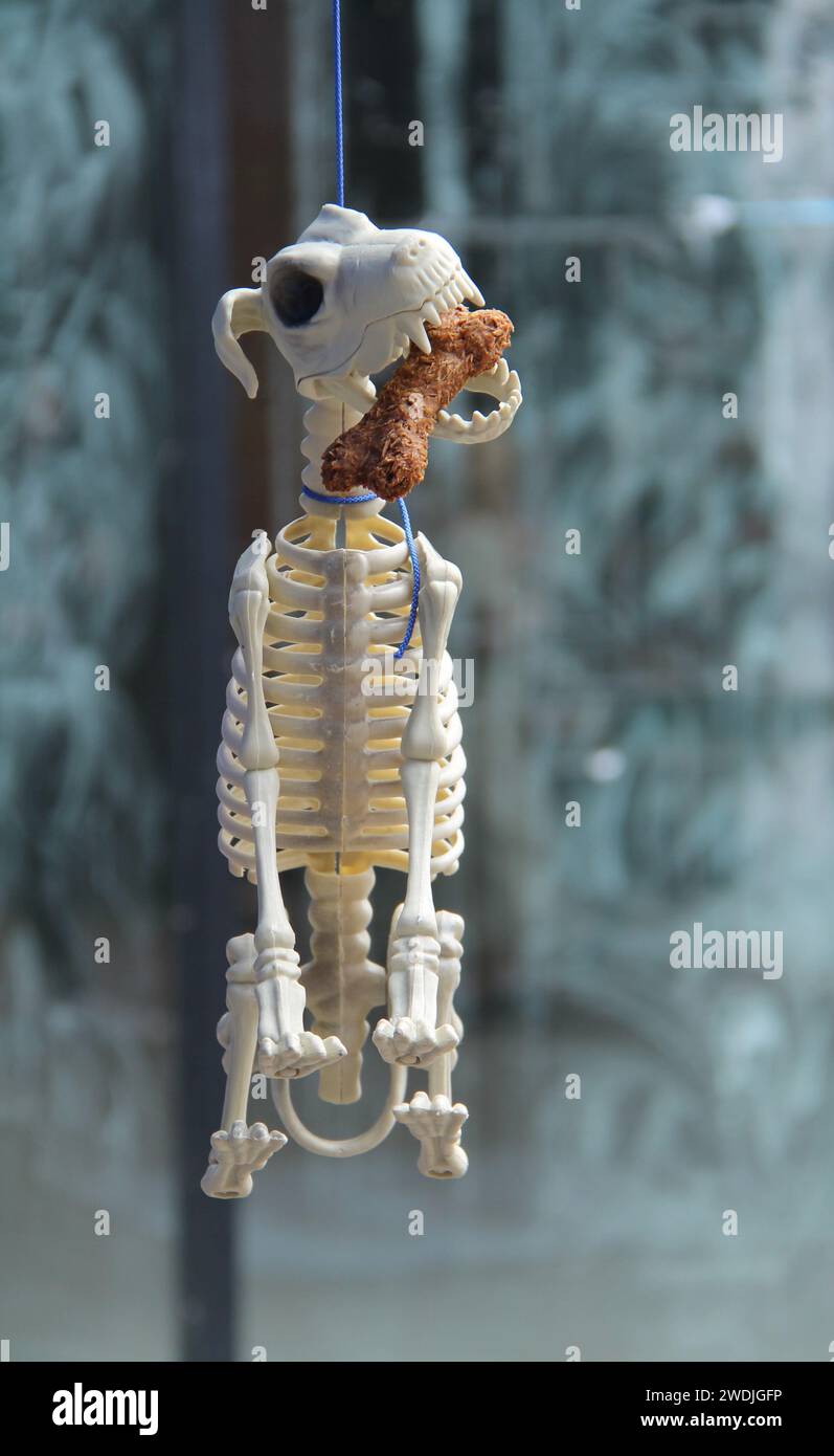 Una golosina de comida en la boca de un esqueleto de perro. Foto de stock