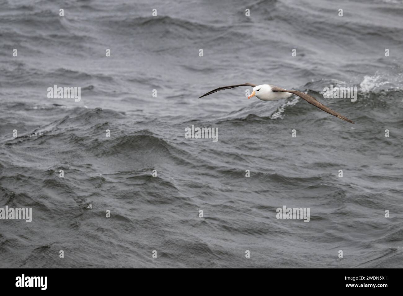 Albatros de ceja negra, melanofris de Thalassarche, volando sobre el Océano Atlántico Sur, gran ave marina de la familia Albatross, pájaro hermoso, volante elegante Foto de stock