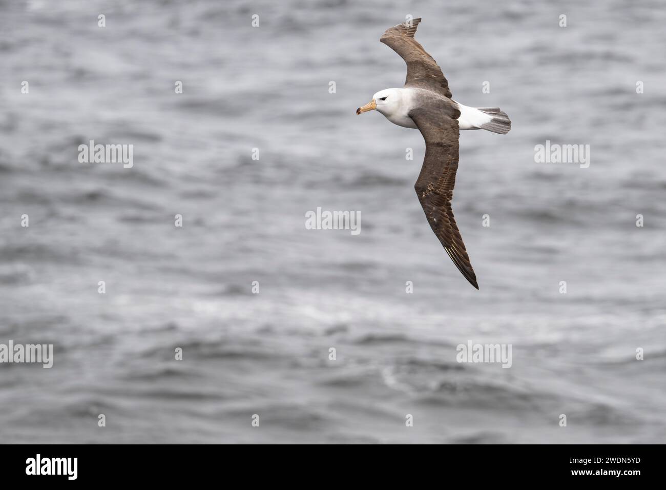 Albatros de ceja negra, melanofris de Thalassarche, volando sobre el Océano Atlántico Sur, gran ave marina de la familia Albatross, pájaro hermoso, volante elegante Foto de stock
