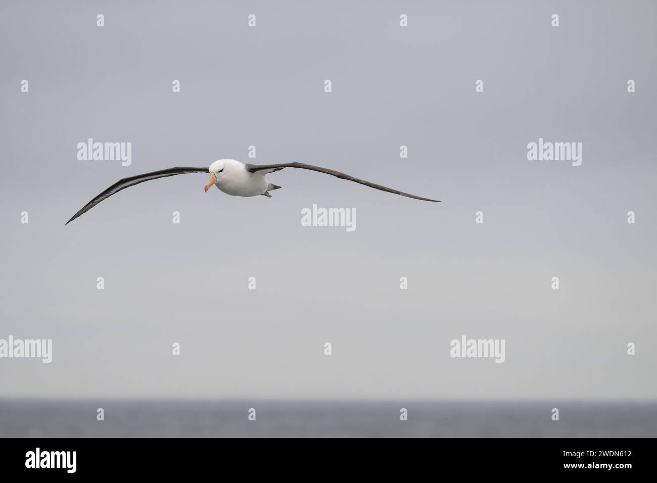 Albatros de ceja negra, melanofris de Thalassarche, volando sobre el Océano Atlántico Sur, gran ave marina de la familia Albatross, pájaro hermoso, volante elegante Foto de stock