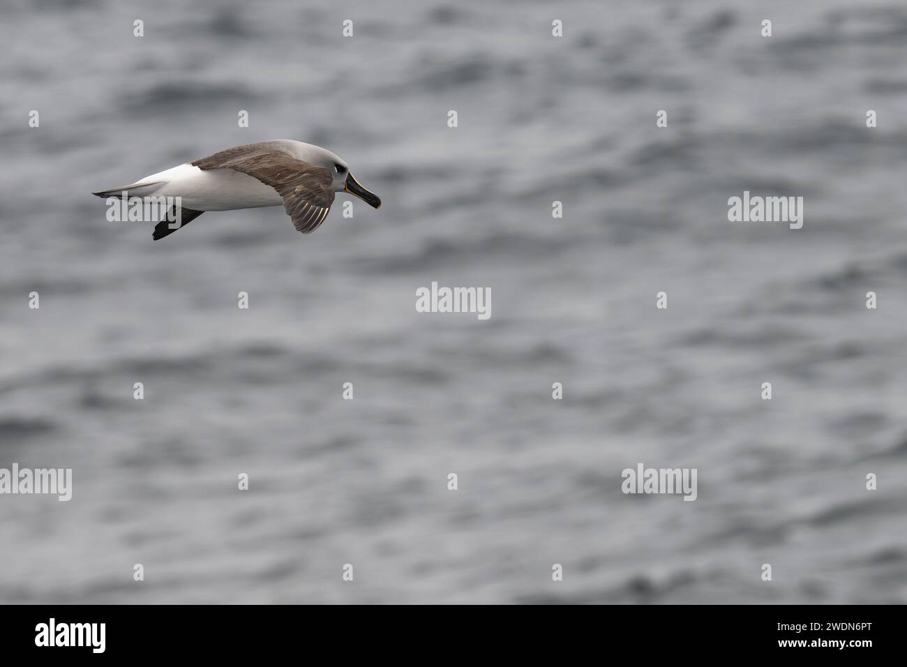 Albatros de cabeza gris, gris, cabeza, albatros, Thalassarche Crisóstomo, mollymawk de cabeza gris, grande, aves marinas, en vuelo sobre el océano Atlántico Sur Foto de stock
