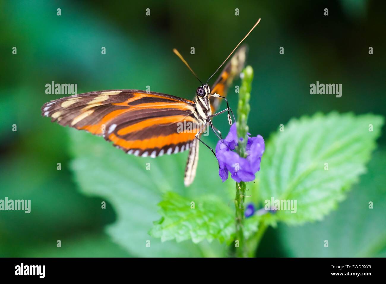 Mariposa negra naranja en una planta. Primer plano del insecto. Foto de stock