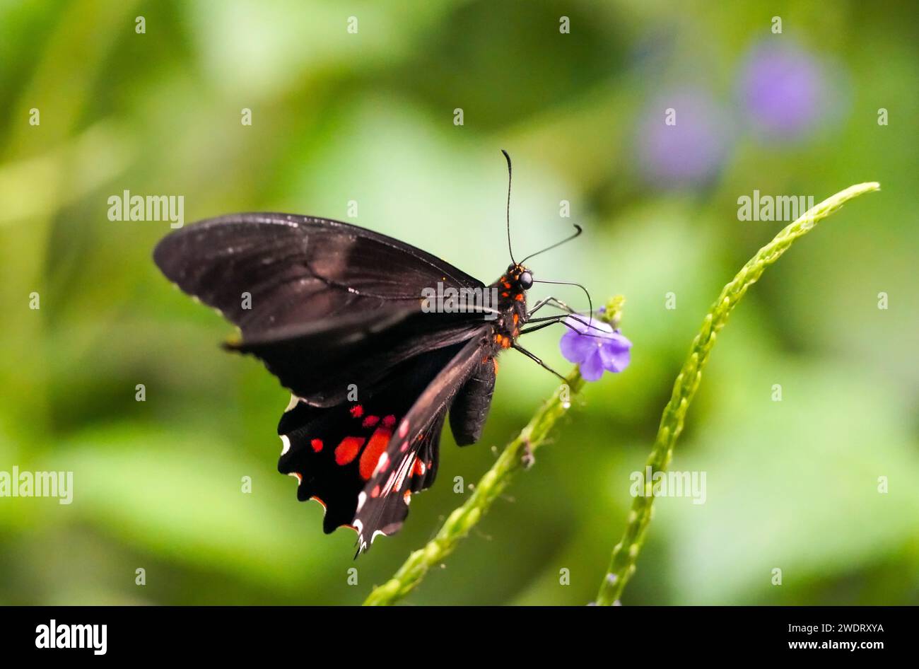 Mariposa negra naranja en una planta. Primer plano del insecto. Foto de stock