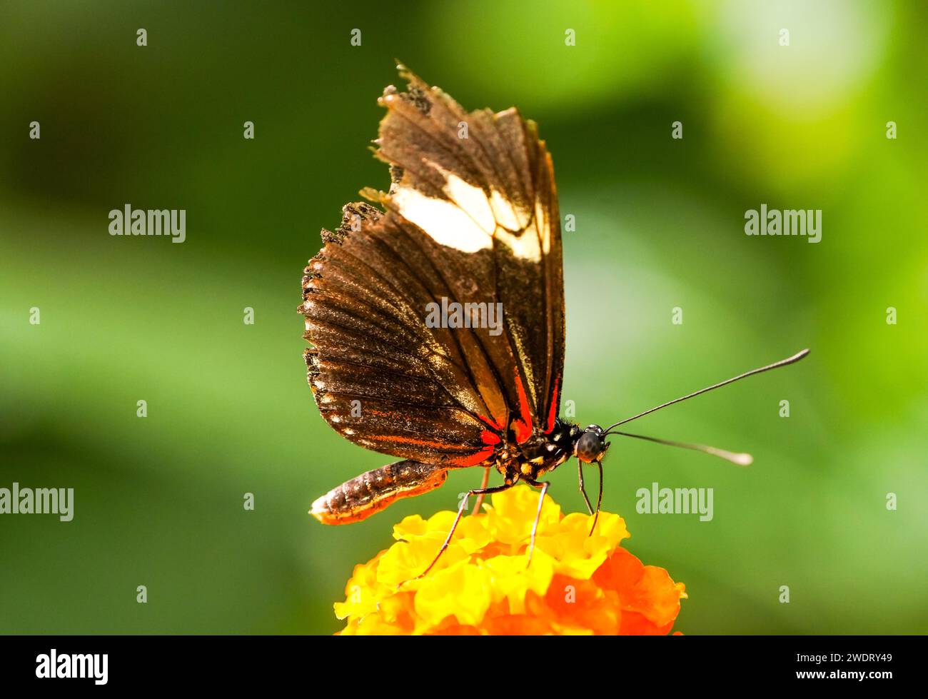 Mariposa negra naranja en una planta. Primer plano del insecto. Foto de stock