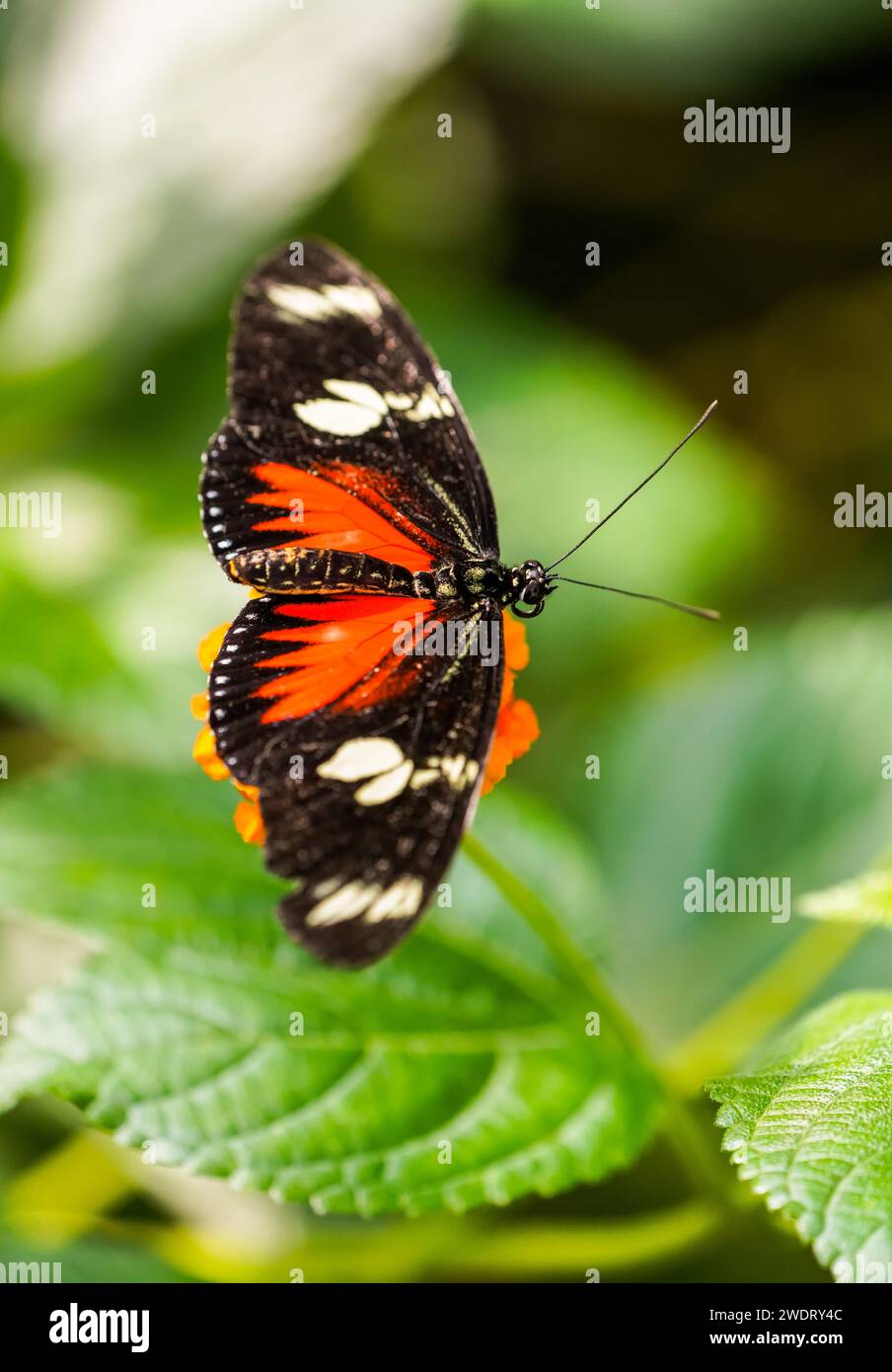 Mariposa negra naranja en una planta. Primer plano del insecto. Foto de stock