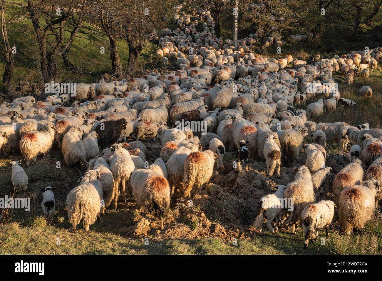 Rebaño de ovejas y corderos, Nucsoara, Condado de Arges, Muntenia, Rumania, Europa Foto de stock