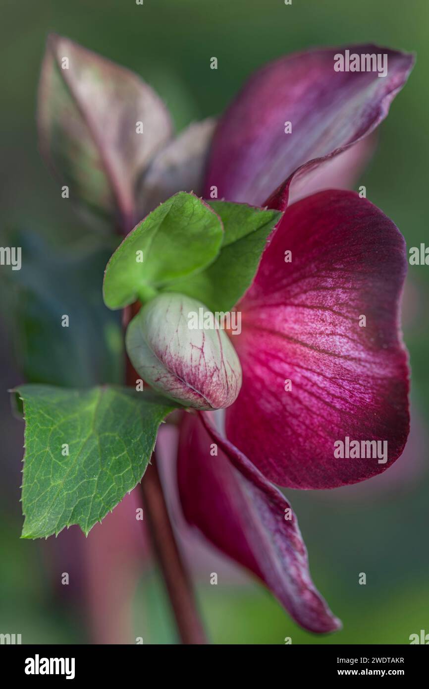 Helleborus x ericsmithii 'HGC Ice 'n Roses Dark Picotee' floración en invierno - enero Foto de stock