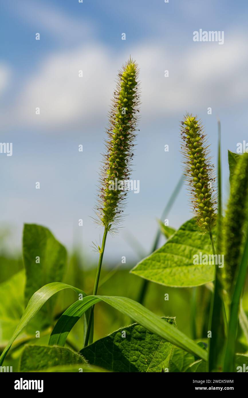 Setaria crece en el campo en la naturaleza. Foto de stock