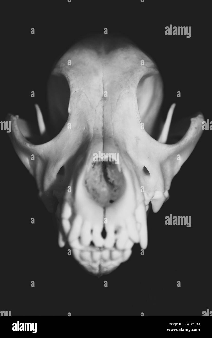 Cerca de un cráneo de perro, visto desde el frente. Fotografía en blanco y negro. Muestra del museo Canis lupus familiaris. Foto de stock