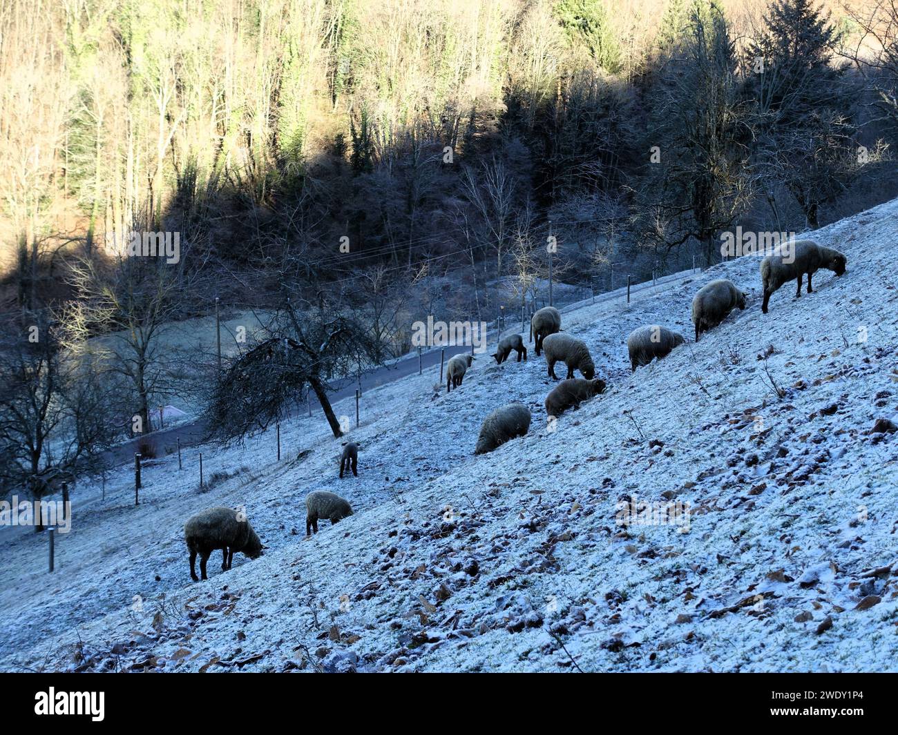 Grupo de ovejas pastando en paisaje nevado en lo alto de una colina Foto de stock