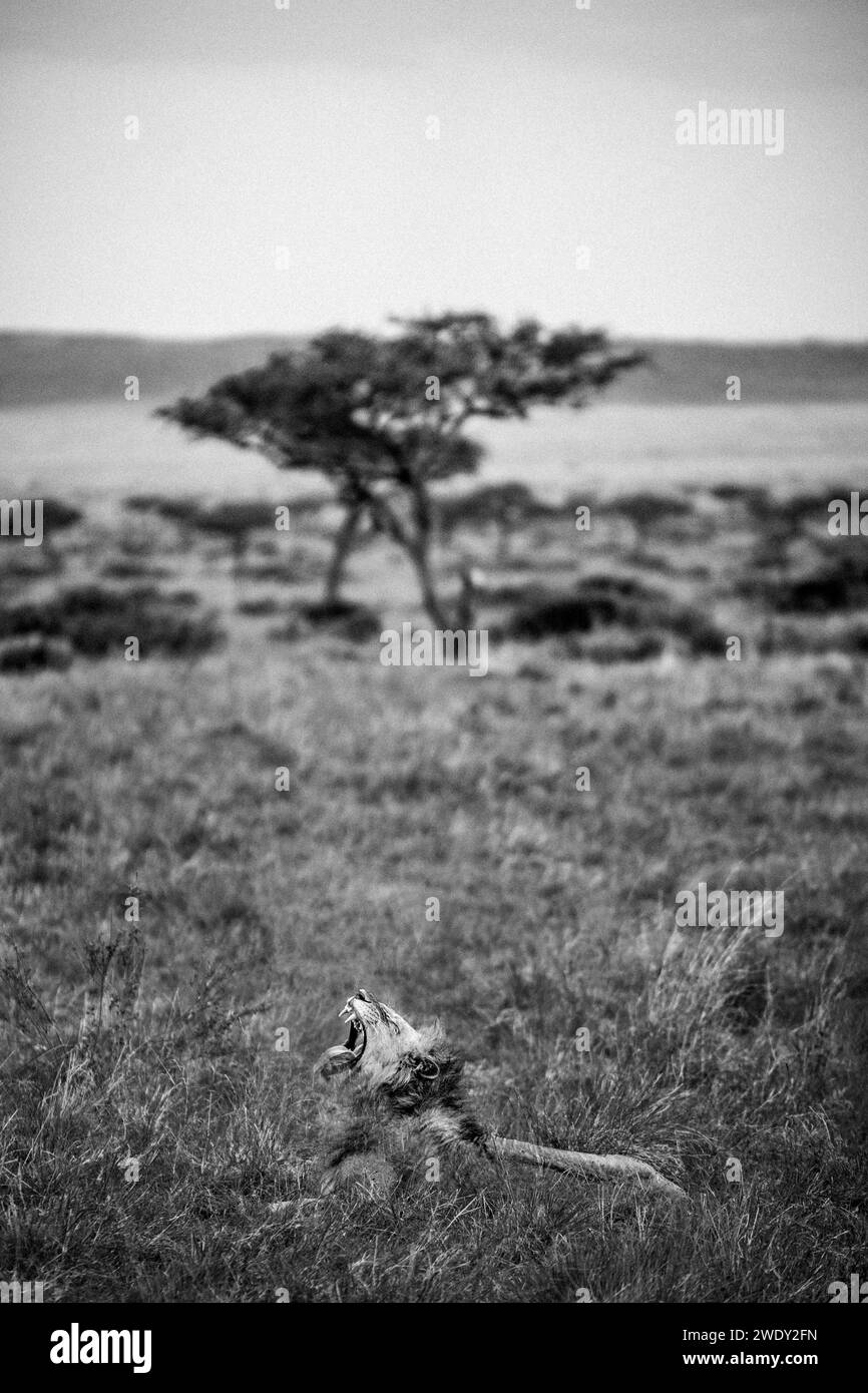 Serengeti León Rugido Foto de stock
