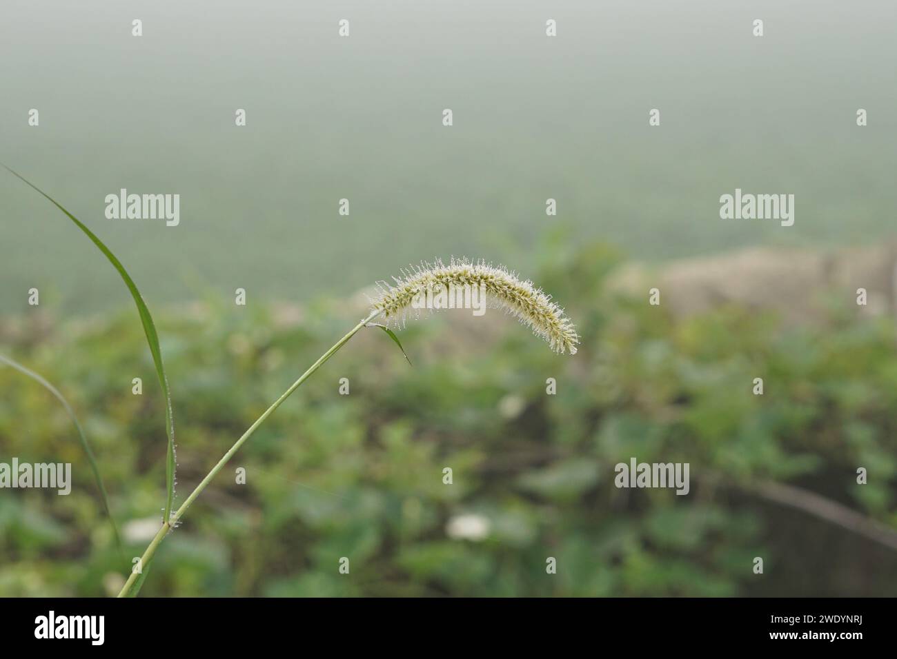 Setaria verde viridis en un hermoso fondo de luz de la mañana, setaria verde parviflora con gotas de agua (rocío) Foto de stock