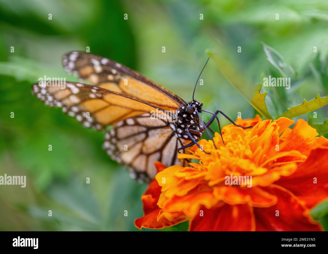 Mariposa monarca que se alimenta de néctar y poliniza hermosas flores de naranja. Foto de stock
