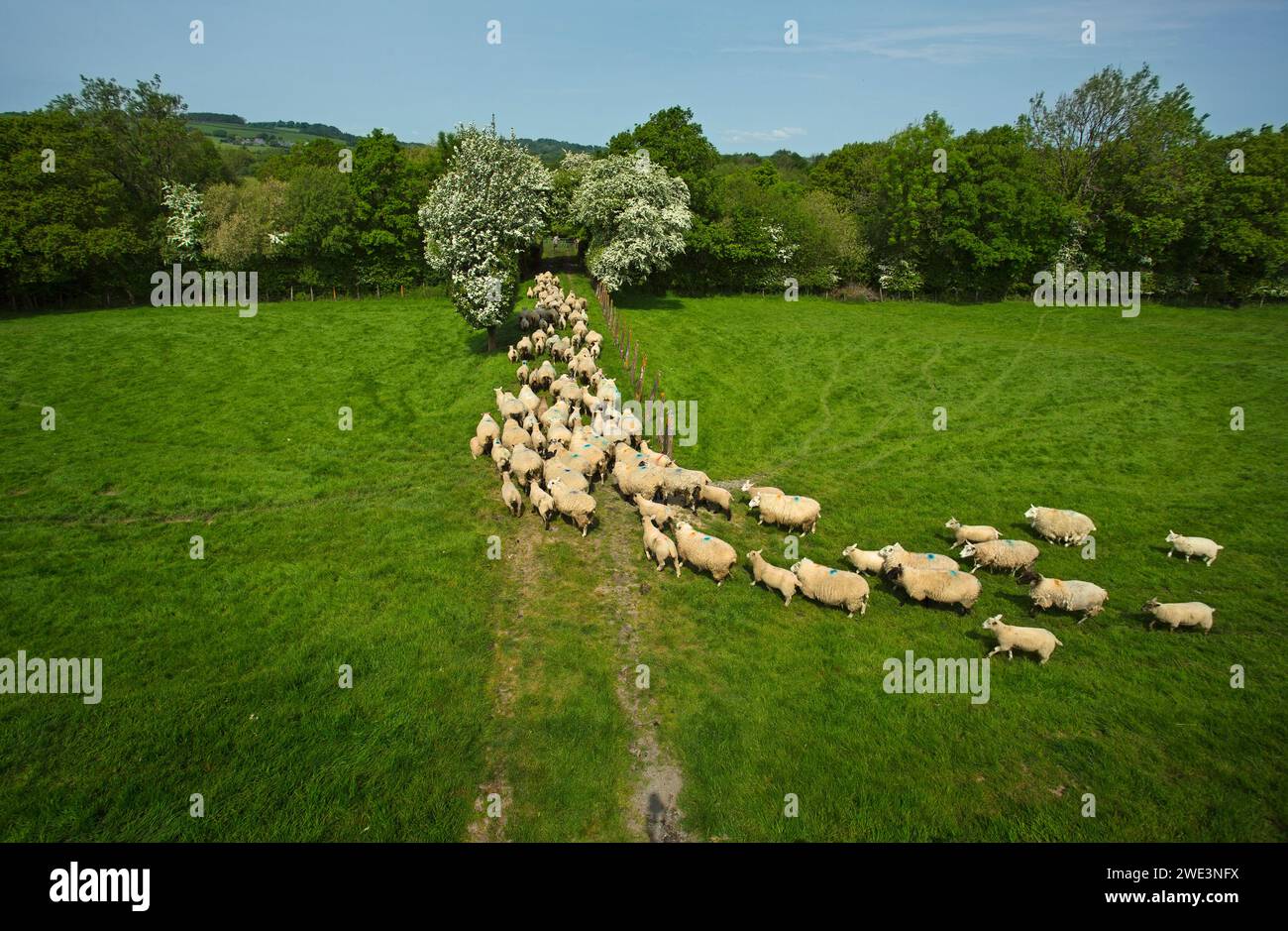 Ovejas siguiendo a un agricultor en Devon, Reino Unido Foto de stock