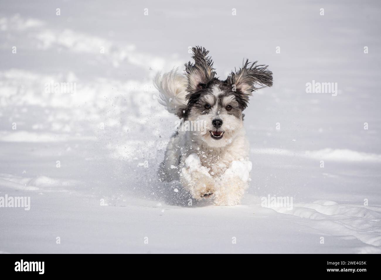 Adorable perro blanco y negro con orejas floppy corre en la nieve. Foto de stock