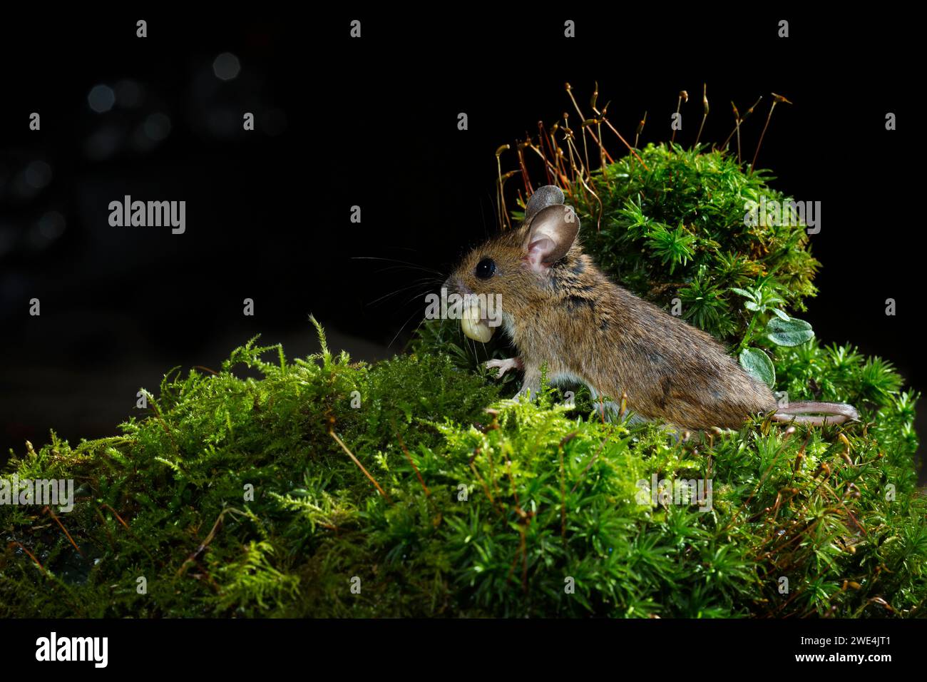 Ratón de madera Apodemus sylvaticus UK Foto de stock