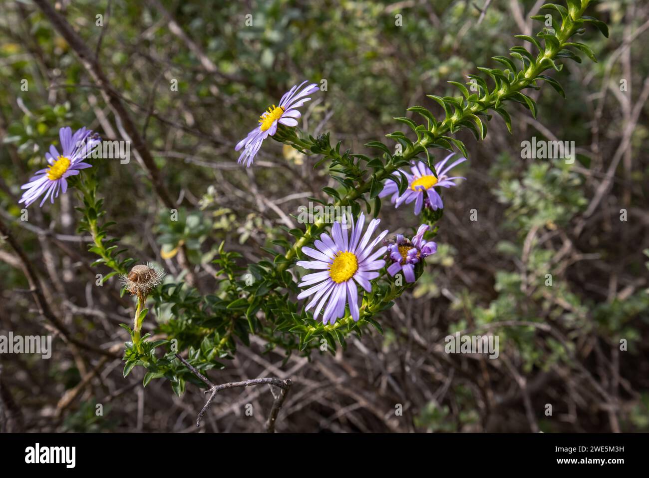 Dune daisy (Felicia echinata), endémica del reino floral del Cabo Oriental pero no de Grootbos, sin embargo utilizada en jardines, Grootbos Private Nature R Foto de stock