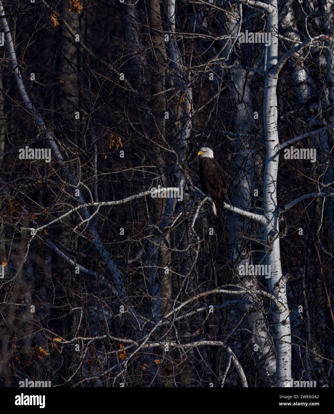 Águila calva en una mañana de diciembre en el norte de Wisconsin. Foto de stock