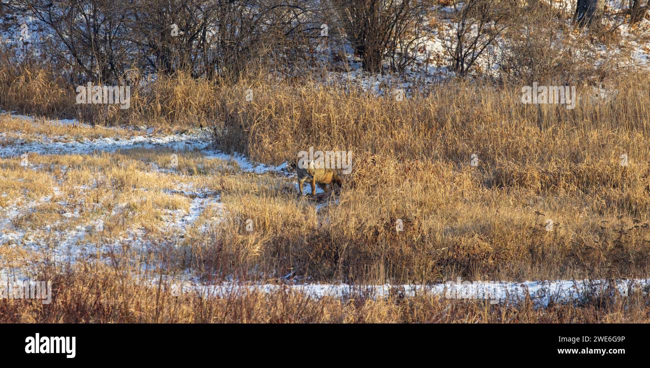 Coyote alimentándose de una canal de cola blanca en un día de invierno en el norte de Wisconsin. Foto de stock