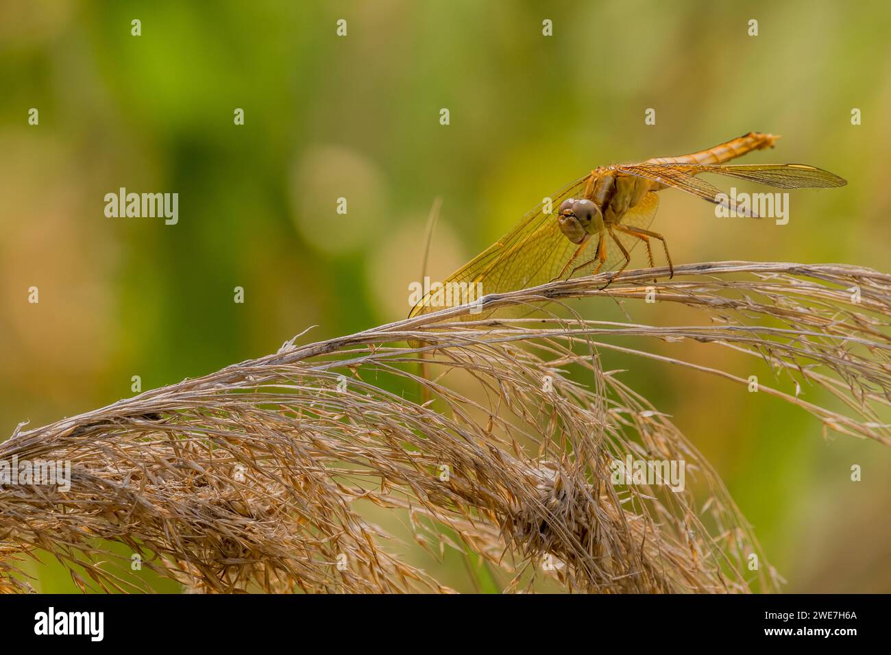 Primer plano extremo de libélula de color dorado posada en un tallo de trigo de invierno con fondo borroso Foto de stock