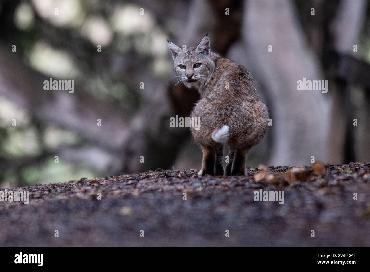 Un bobcat (Lynx rufus) en cuclillas y caca y mirando por encima de su hombro en California, EE.UU., América del Norte. Foto de stock
