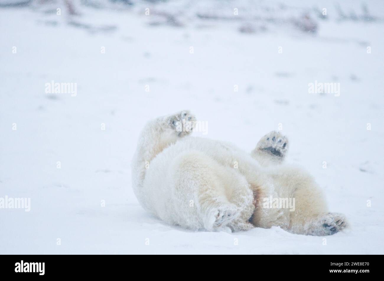 Oso polar Ursus maritimus gran cerda rodando alrededor y limpiando su pelaje en el hielo recién formado del paquete durante la congelación del otoño 1002 ANWR Kaktovik Barter AK Foto de stock