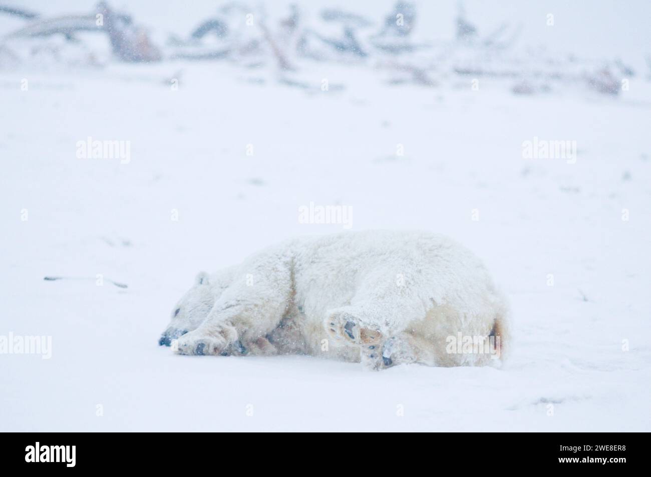 Oso polar Ursus maritimus gran cerda rodando alrededor y limpiando su pelaje en el hielo recién formado del paquete durante la congelación del otoño 1002 ANWR Kaktovik Barter AK Foto de stock