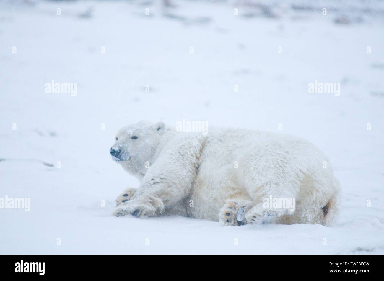 Oso polar Ursus maritimus gran cerda rodando alrededor y limpiando su pelaje en el hielo recién formado del paquete durante la congelación del otoño 1002 ANWR Kaktovik Barter AK Foto de stock