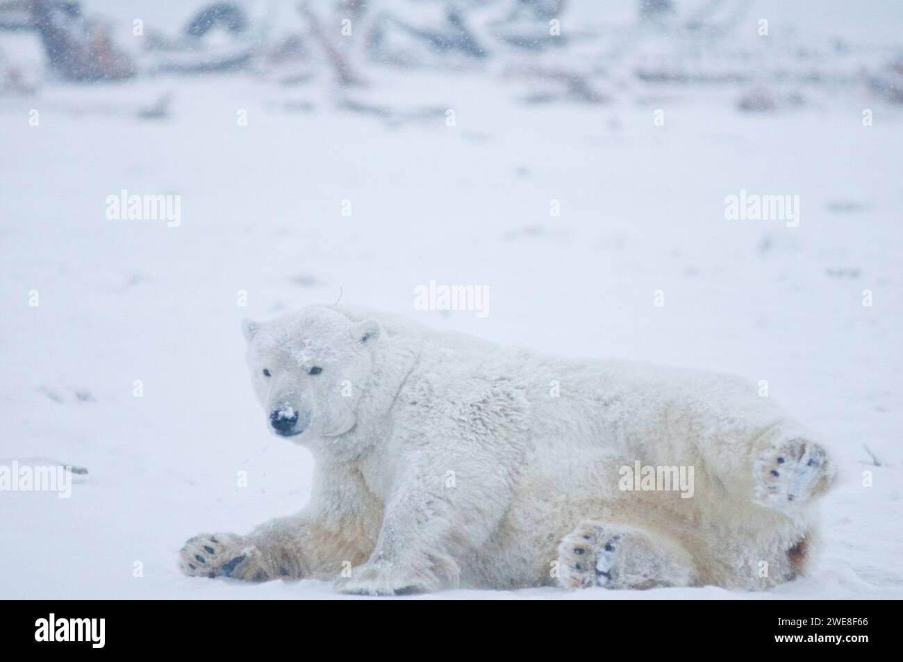 Oso polar Ursus maritimus gran cerda rodando alrededor y limpiando su pelaje en el hielo recién formado del paquete durante la congelación del otoño 1002 ANWR Kaktovik Barter AK Foto de stock