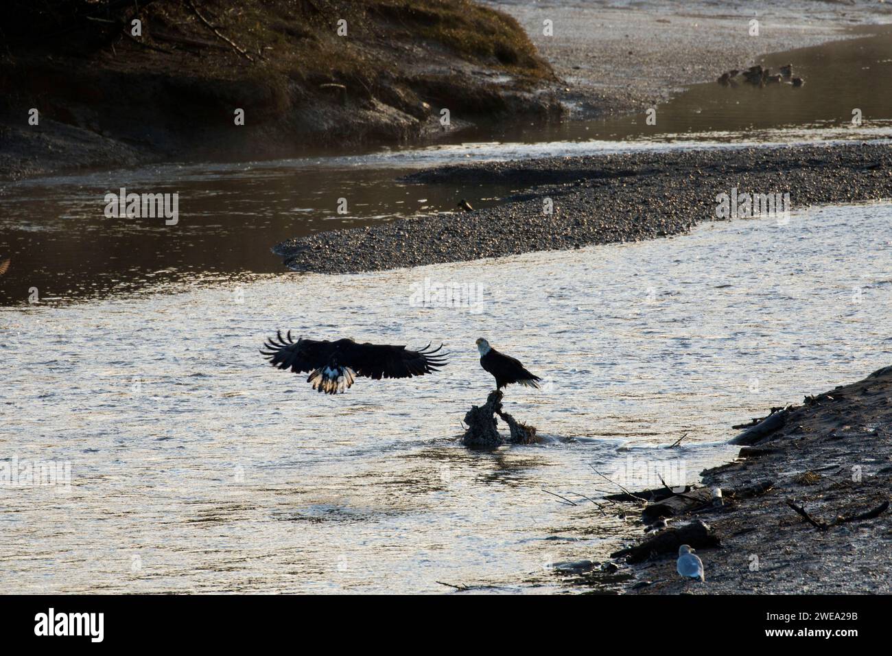 El águila calva, Kennedy Creek preservar áreas naturales, Mason County, Washington Foto de stock