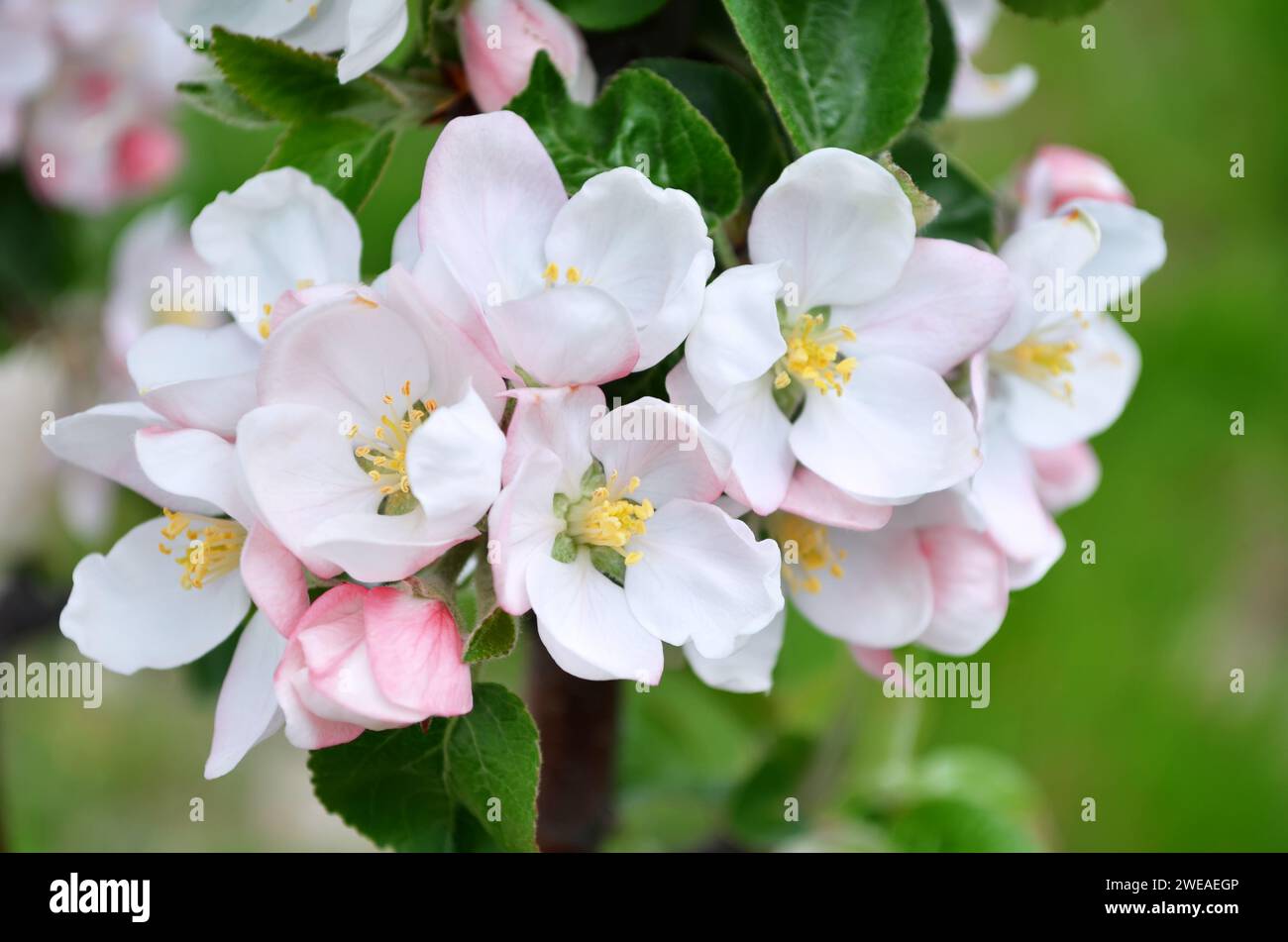 Flor de árbol de manzana de primer plano, se puede utilizar como una tarjeta de felicitación o fondo floral. Foto de stock