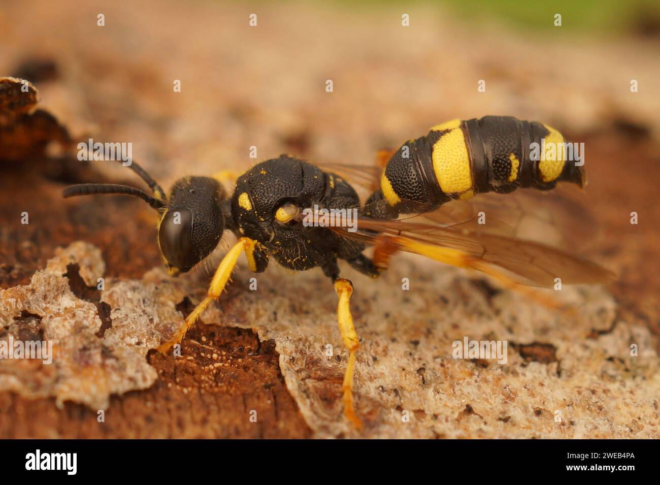 Primer plano natural en la avispa excavadora de cola ornamentada, Cerceris rybyensis, un depredador de abejas de surco sentado en la madera Foto de stock