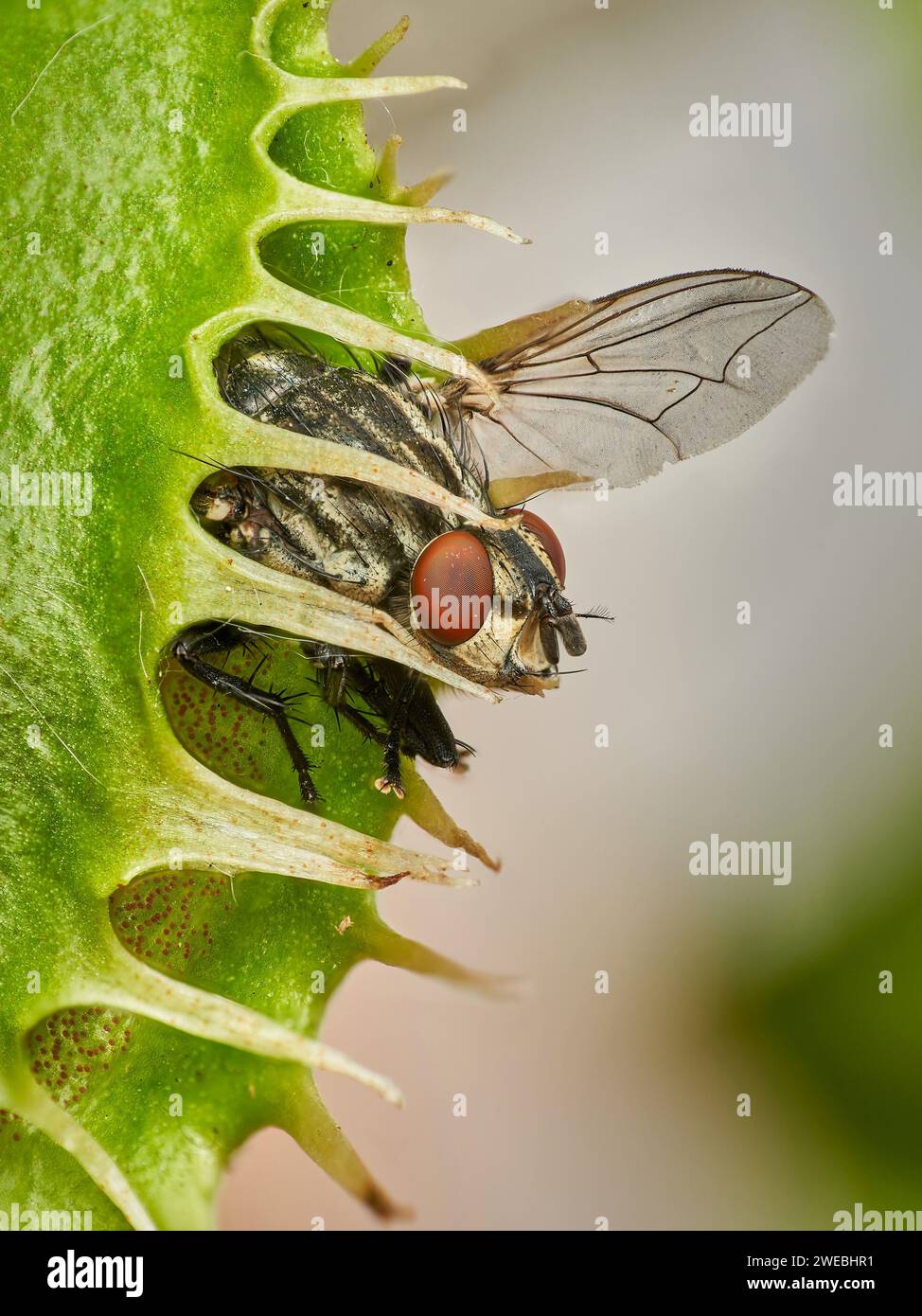 Pequeña mosca atrapada en una trampa de vuelo de venus – no hay manera de escapar Foto de stock