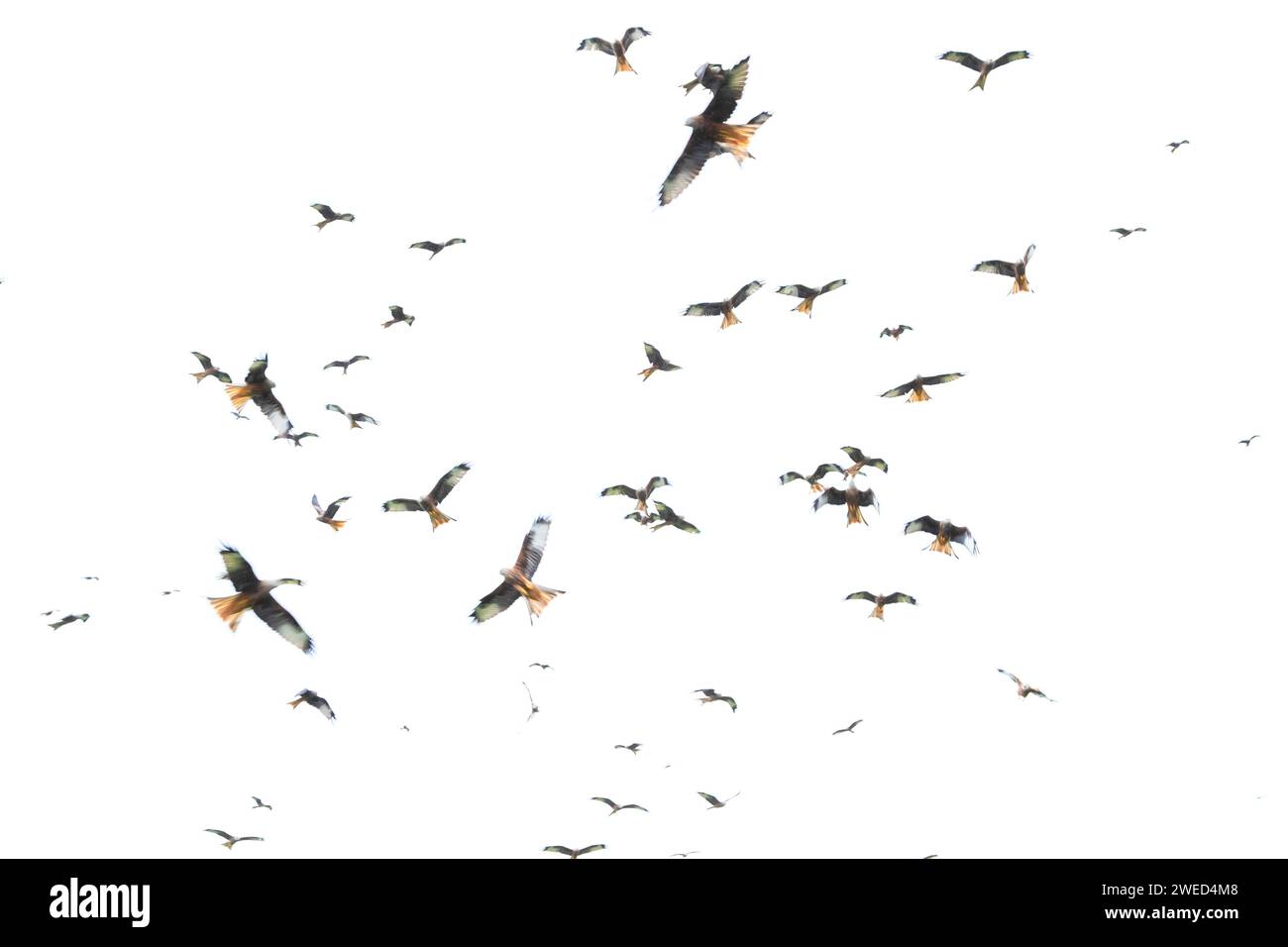 Aves adultas de cometa roja (Milvus milvus) en vuelo en un grupo grande, Gales, Reino Unido Foto de stock