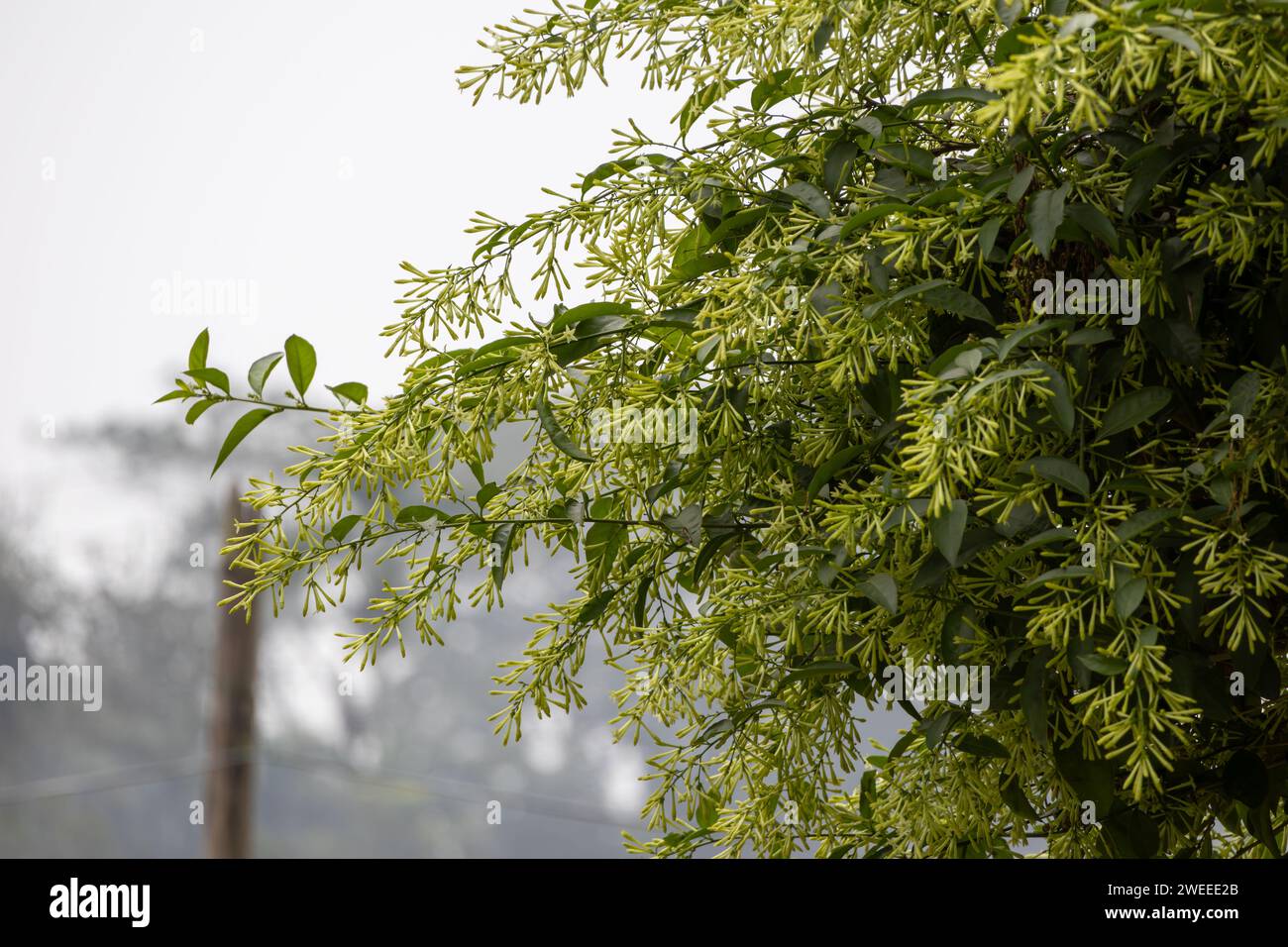 Hermosas hojas de árbol de jessamina en flor nocturna y flores en el jardín. Foto de stock