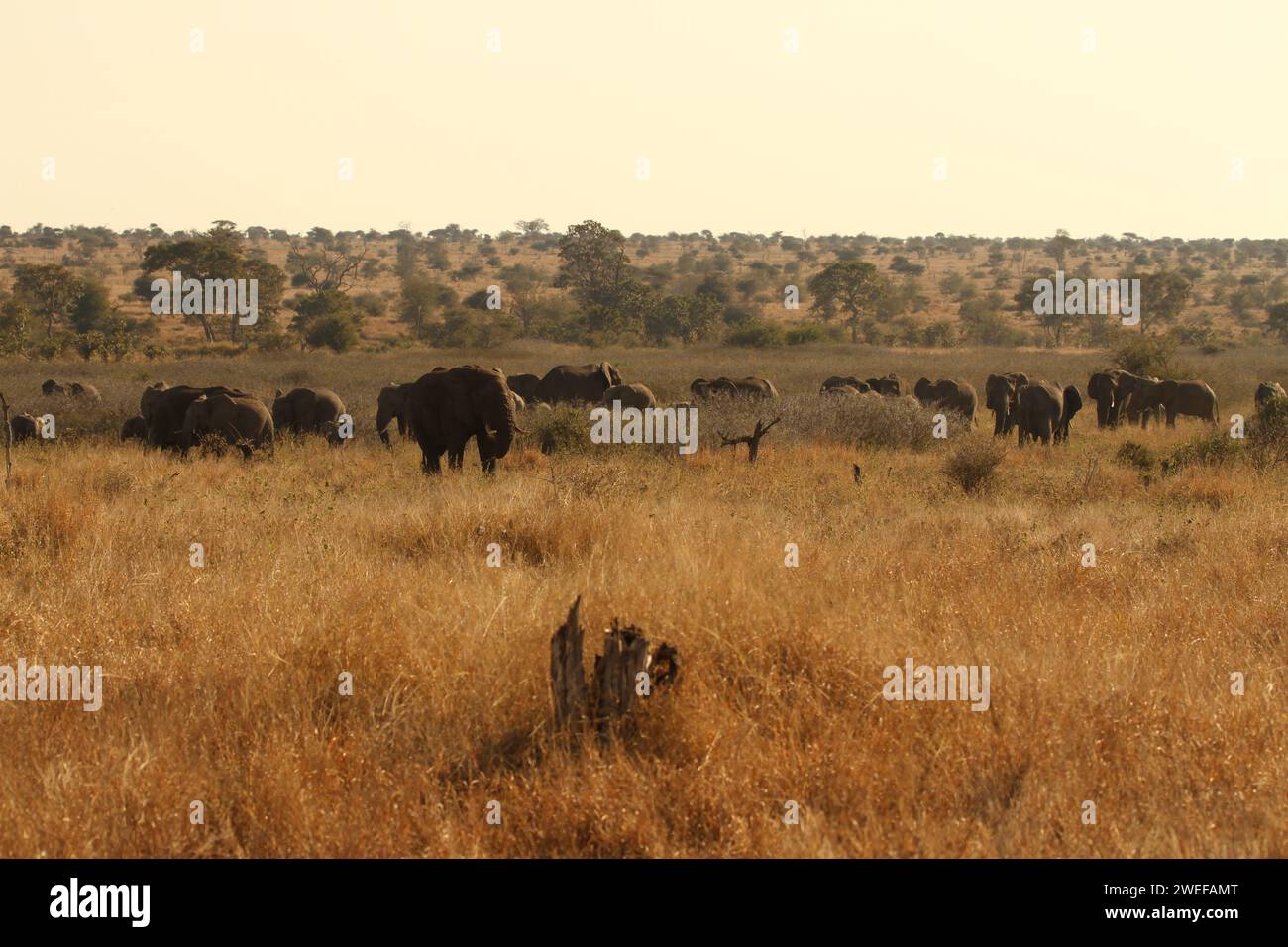 Una manada de elefantes africanos en una vasta llanura Foto de stock