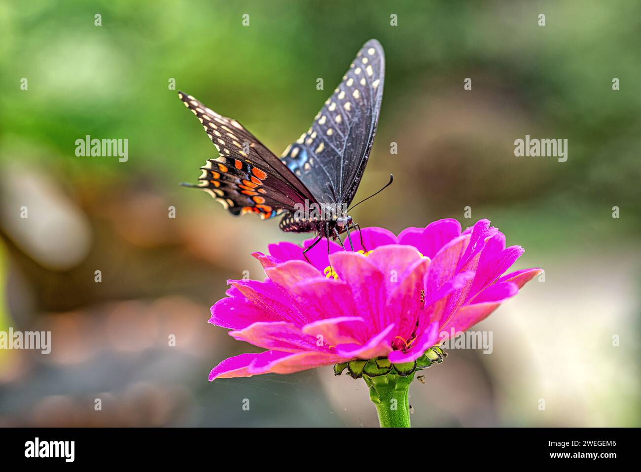 Papilio polyxenes, la especie oriental, especie Americana o la alcachofa especie Foto de stock