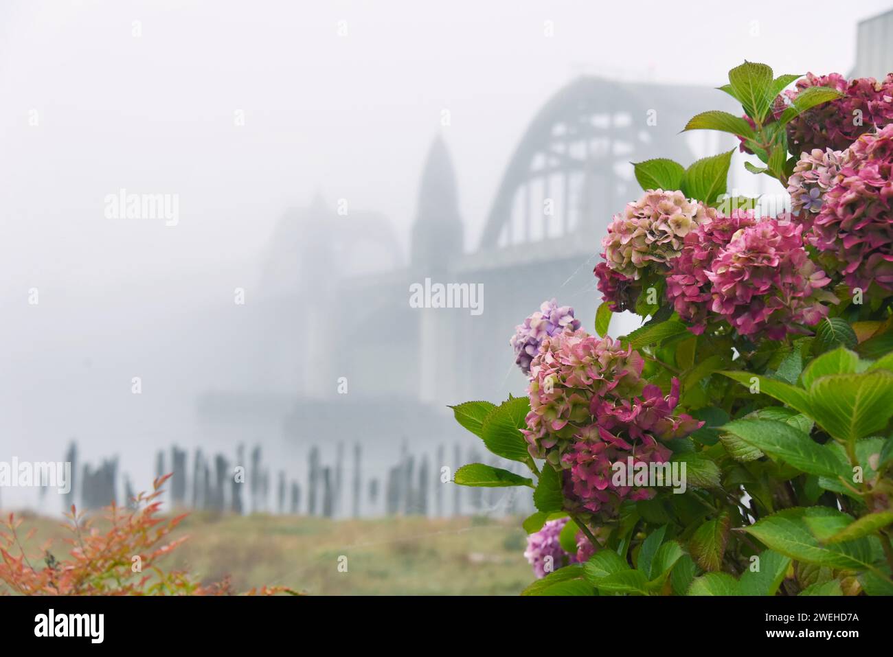 Floroming Hydrangea enmarca el puente de la bahía de Yaquina, en Newport, Oregón. El puente está cubierto de niebla. Foto de stock