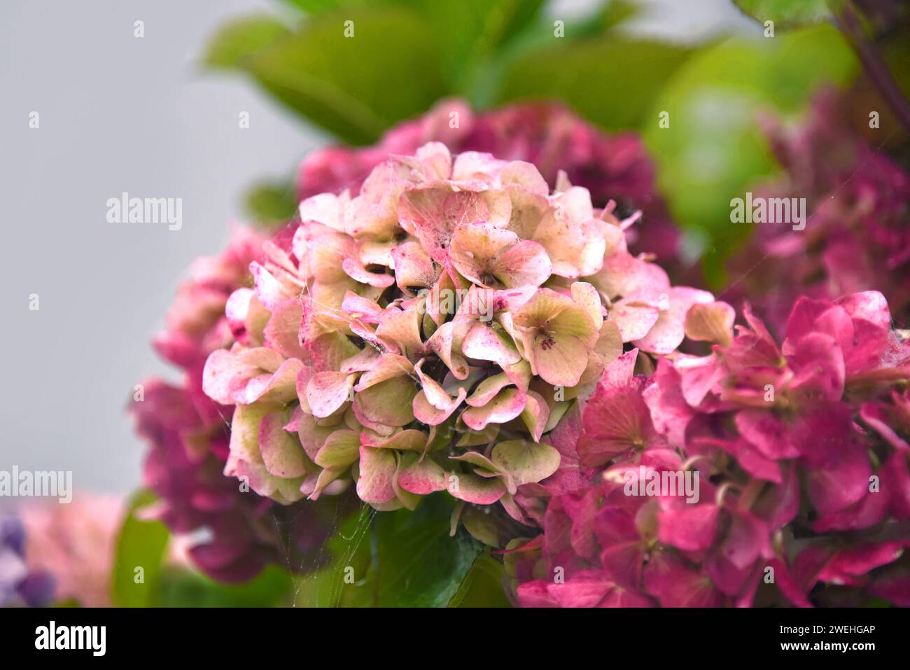Closeup muestra las variaciones de color en esta gran flor de Hydrangea, en Oregon. Las flores son blancas con puntas rosadas, rosadas y granate. Foto de stock
