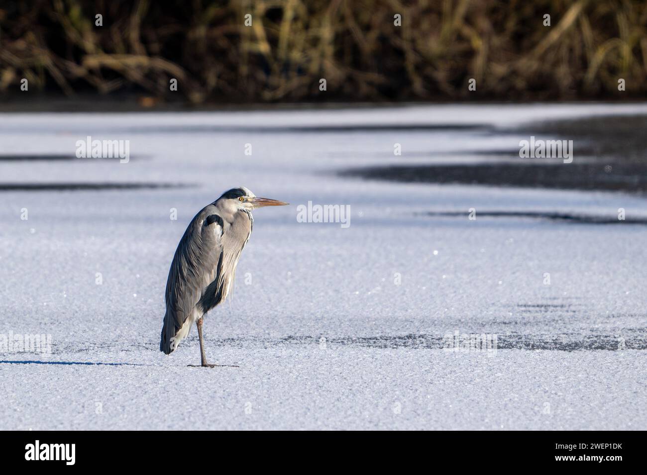 Garza gris (Ardea cinerea) de pie en el hielo del lago congelado en invierno Foto de stock