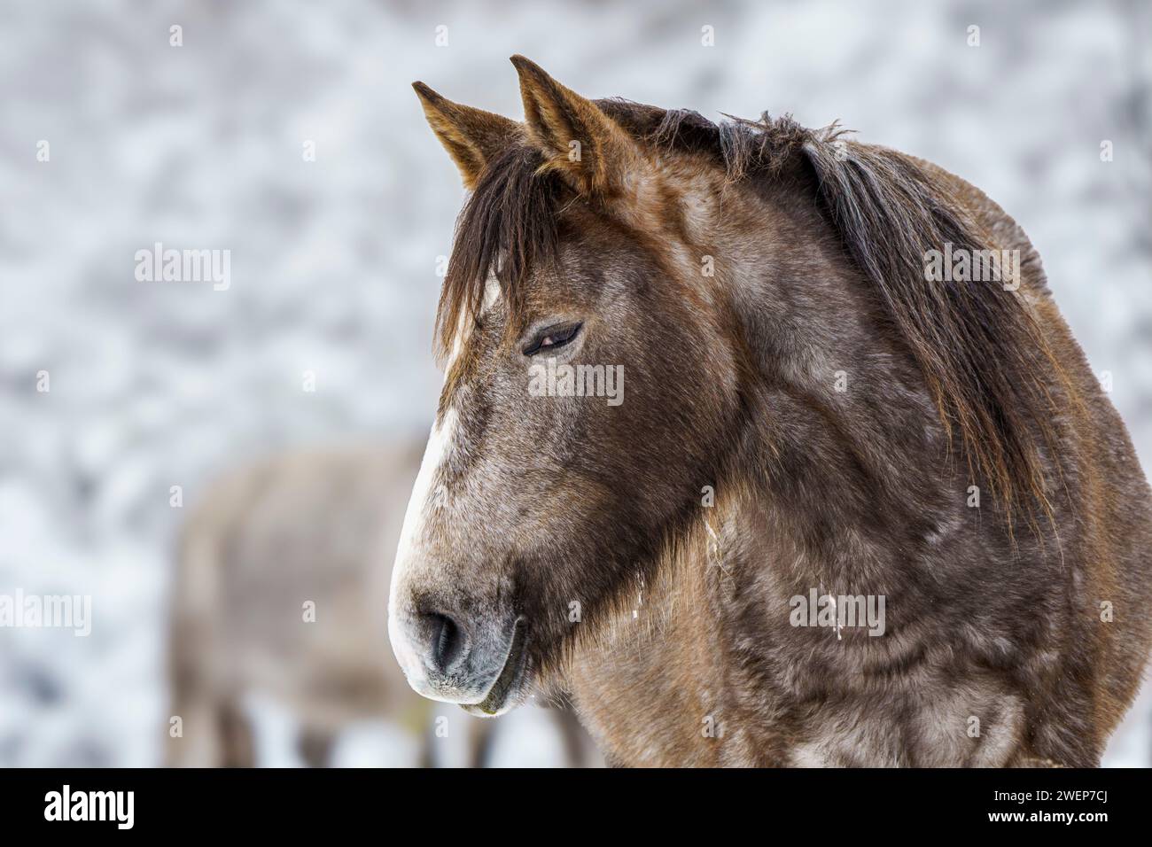 Dos caballos paseando en bosque nevado y paisaje Foto de stock
