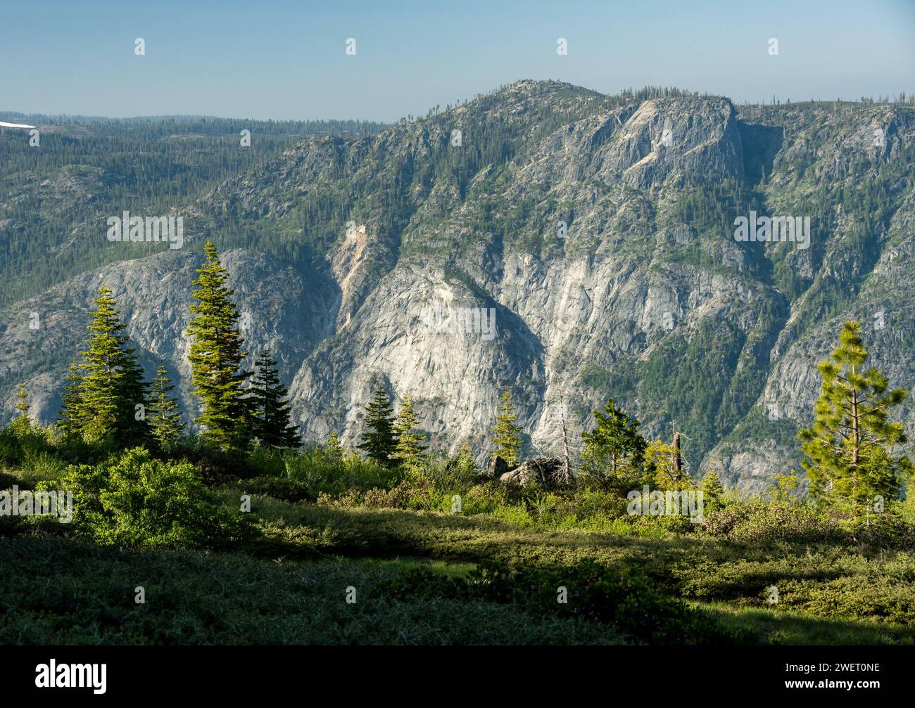 Pinos se paran en el borde de Una cresta mientras una pared de granito expuesta llena el fondo en Yosemite Foto de stock