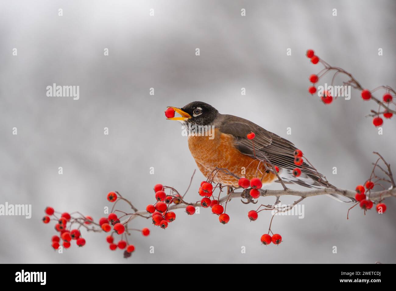 American Robin posado en la rama del árbol comiendo bayas rojas en invierno Foto de stock