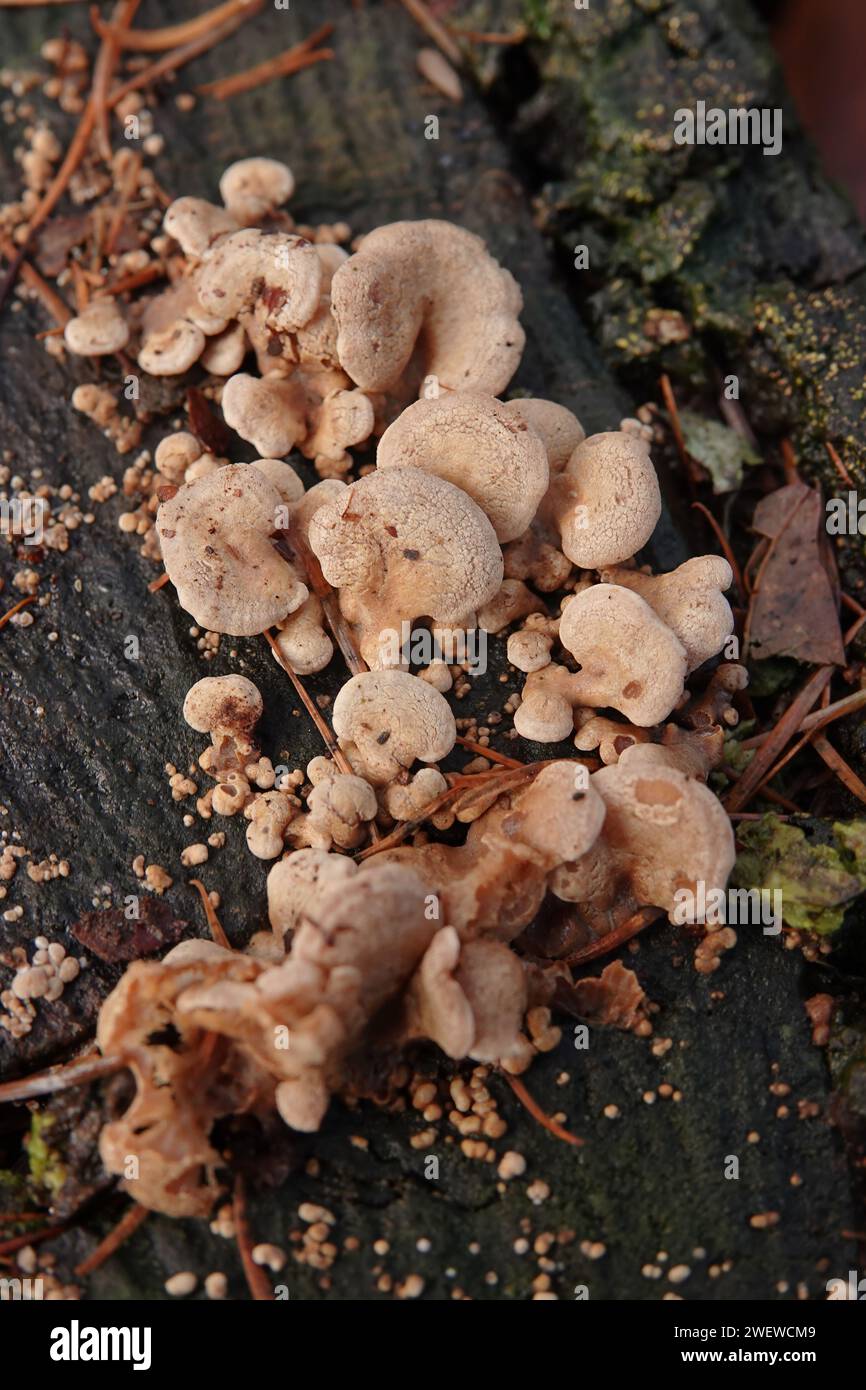 Primer plano vertical natural en un grupo emergente de ostras amargas, panellus luminiscente o hongo estiptico, Panellus stipticus Foto de stock