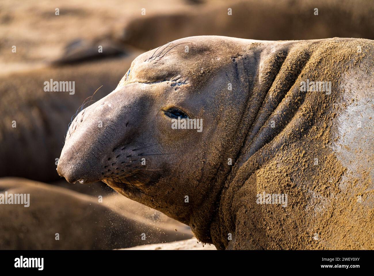 Elefante de foca masculino mirando a su alrededor Foto de stock